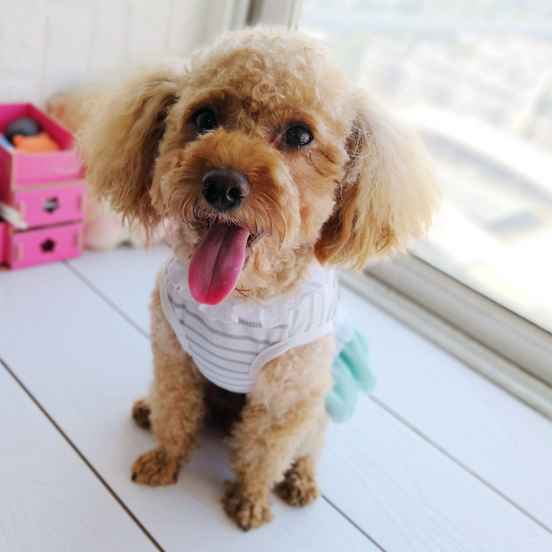 Billig Auf Verkauf Pet Kleid F – Baby Clothing Sale Bewertung und Preis